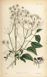 Clematis reta (Clematis erecta), caramanchão das virgens ereto. Litografia colorida à mão por Henry Sowerby da Flora Homeopathica de Edward Hamilton, Bailliere, Londres