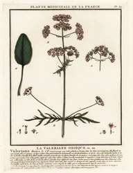 Valeriana, Valeriana dioica.