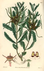 Variete de Brachystelma (Brachystelma crispum) - Ilustração de William Jackson Hooper (1785-1865), gravura de Swan, para a revista botânica de William Curtis