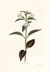 Variete de mimule - Litografia de George Cooke, para a revista britânica Conrad Loddiges (1738-1826)