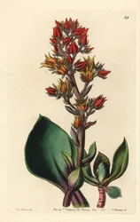 Variante de Echeveria (planta suculenta da América) - Echeveria de folhas afiadas, Echeveria acutifolia. Gravura em chapa de cobre colorida à mão por George Barclay a partir de uma ilustração de Miss Sarah Drake do Edwards