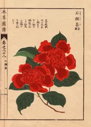 Variedades de camélias japonesas (Thea japonica Nois): Sekirousa, com flores ecarlate. Eau forte en couleurs, xilogravura de Kanen Iwasaki (1786-1842) botânico, entomologista e zoólogo japonês, publicada em Honzo Zufu, em 1884, um guia ilustrativo de medic