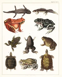 Variedades de anfíbios, sapos e tartarugas.,1841 (litografia)