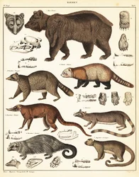Variedades de ursos., 1841 (litografia)