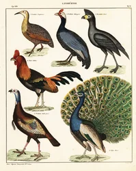 Variedades de pássaros. ,1841 (litografia)