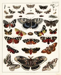 Variedades de borboletas, mariposas, etc., 1841 (litografia)