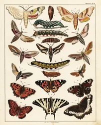 Variedades de borboletas, mariposas, etc., 1841 (litografia)