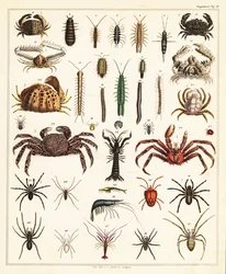 Variedades de caranguejos e aranhas.,1841 (litografia)