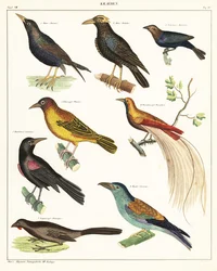 Variedades de pássaros exóticos. ,1841 (litografia)