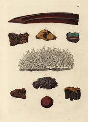 Variedades de minério de ferro. Gravura em chapa de cobre colorida à mão, segundo uma ilustração de Deliciae Naturae Selectae de Georg Wolfgang Knorr do Kabinet van Zeldzaamheden der Natuur, Blusse and Son, Nuremberga