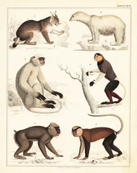 Variedades de mamíferos. ,1842 (litografia)