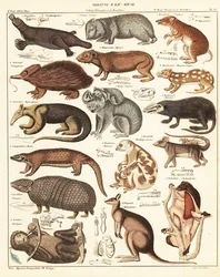 Variedades de marsupiais. ,1841 (litografia)