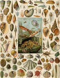 Variedades de moluscos, com vieiras, amêijoas, conchas, caracóis e lulas. Litografia do século XIX.