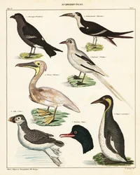Variedades de aves marinhas. ,1841 (litografia)