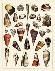 Variedades de conchas, moluscos.,1841 (litografia)
