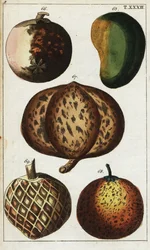 Variedades de frutos tropicais.