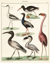 Variedades de aves pernaltas. ,1841 (litografia)