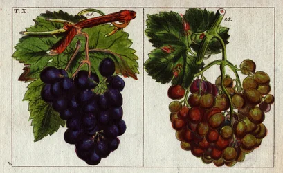 Variedade de uvas: brancas e pretas.