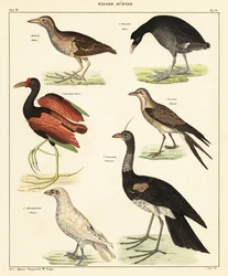 Variedade de aves aquáticas. ,1841 (litografia)