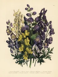 Aconitum heterophyllum, A. anthora, A. ochroleucumum, A. ochroleucumum, A. paniculatum, A. versicolor, A. napellus e A. variegatum. Mão