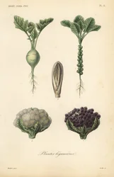 Legumes, Plantas leguminosas