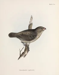 Vegetariano Finch, Ilhas Galápagos, c 1832-1836