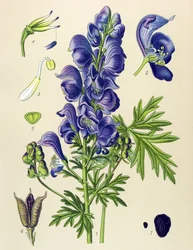 Planta venenosa e medicinal: acónito-napelo (Aconitum napellus)