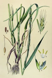 Planta venenosa (tóxica): palha intoxicante (Lolium temulentum)