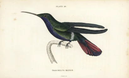 Anthracothorax veraguensis (beija-flor da manga, Trochilus mango). Gravura em metal aço colorida à mão por William Lizars da Biblioteca do Naturalista de Sir William Jardine: Ornithology: Hummingbirds Volume 2, Edinburgh, W.H. Lizars