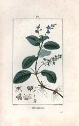 Veronique des ruisseaux ou cress de cheval ou salad de chouette - Gravura de Lambert fils, a partir de um desenho de Pierre Jean Francois Turpin (1775-1840), extraído de La flore medicale, de Chaumeton, Poiret et Chamberet, Paris 1830 - Calêndula ou lança 