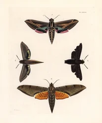 Traça-esfinge da videira, Eummorpha vitis 1, esfinge lúgubre, Enyo lugubris 2, esfinge tersa, Xylophanes tersa 3, e esfinge raiada, Proambulyx strigilis 4. Litografia colorida à mão da nova edição de John O. Westwood da obra de Dru Drury "Illustrations of 