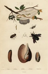 Voluta, besouro, abelha de carpinteiro e mariposa.