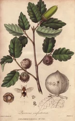 Carvalho do País de Gales (Quercus infectoria) - Água forte por William Clarke para ilustrar "Medical Botanical, Description of the Medicinal Plants of London, Edinburgh and Dublin" de John Stephenson e James Morss Churchill, publicado em Londres por John 