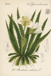 Aloé de água - Soldado de água, Stratiotes aloides. Litografia colorida à mão da Flora alemã (Flora von Deutschland) de Diederich von Schlechtendal, Jena