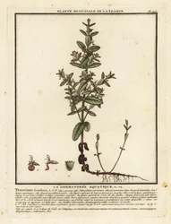 Germe de água, Teucrium scordium.