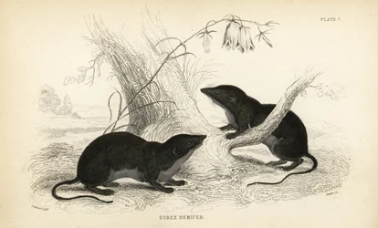 Musaranho-de-água, Neomys fodiens (Sorex remifer, Sorex fodiens). Gravura em metal aço colorida à mão por Lizars a partir de uma ilustração de James Stewart da Naturalist