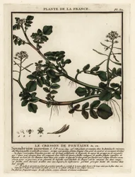 Agriões de água, Nasturtium officinale.