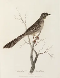 Comedor de Abelhas Wattled