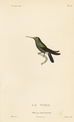 Colibri de Wed ou de Neuwied, Trochilus cyanogenys ou Ornismya wiedii. Gravura em metal aço colorida à mão por Coutant a partir de uma ilustração de Jean-Gabriel Pretre da História Natural do Género Colibri de Colibri, de René Primevere Lesson.