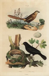 Raça do Oeste, Amytornis textilis 1 e melro comum com ninho e ovos, Turdus merula 2. Merion, Merle commun