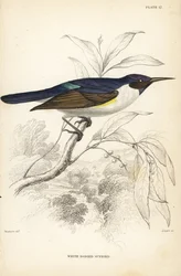 Pássaro-sol de dorso púrpura ocidental, Anthreptes longuemarei (Pássaro-sol de corpo branco, Anthreptes leucosoma). Gravura em metal aço colorida à mão por William Lizars após William Swainson da Biblioteca do Naturalista de Sir William Jardine: Ornitholog