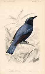 Drongo de barriga branca, Dicrurus caerulescens. Gravura colorida à mão por Fournier a partir de uma ilustração de Edouard Travies do Dictionnaire Universelle d