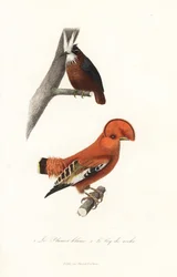 Formigueiro-de-penacho-branco e galo-da-rocha-da-Guiana.