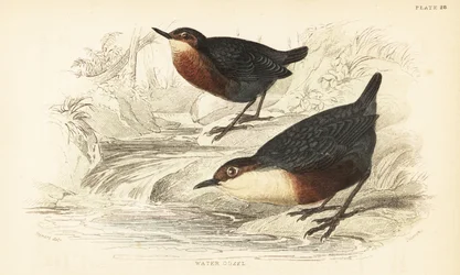 Ursa-garganta branca ou ouzel de água, Cinclus cinclus.1889 (gravação)
