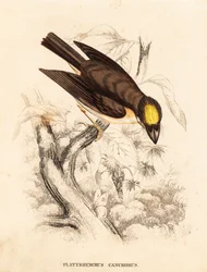 Bico-de-papagaio-de-garganta-branca, Platyrinchus mystaceus (bico-de-papagaio-de-crista-amarela, Platyrhynchus cancromus). Gravura em metal aço colorida à mão da Galeria de História Natural de Georg Friedrich Treitschke, Naturhistorischer Bildersaal des Th