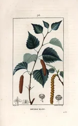 Bétula branca ou bétula verrugosa - Gravura de Lambert fils, a partir de um desenho de Pierre Jean François Turpin (1775-1840), de La flore medicale, de Chaumeton, Poiret et Chamberet, Paris 1830 - Bétula prateada, Betula pendula, com folha, gatinho e seme