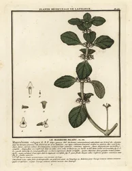 Marroio branco, Marrubium vulgare.