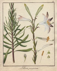 Lírios brancos. Gravura em cobre colorido, em Botanique Medicinale (publicada em Berlim, Alemanha)