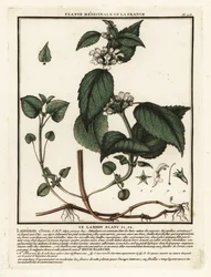 Urtiga branca, álbum Lamium.