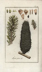 Abeto branco ou pectina ou abeto de Vosges (Abies alba). Litografia de "Afbeelding der Artseny-Gewassen" de Johannes Zorn (1739-1799), Países Baixos